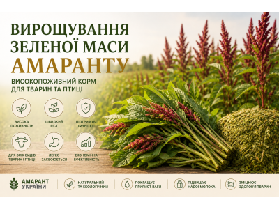 Амарант как кормовая культура: преимущества, питательность и рекомендации Амарант как кормовая культура: преимущества, питательность и рекомендации