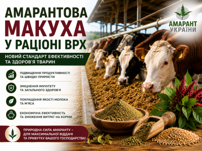 Амарантова макуха у раціоні ВРХ: Новий стандарт ефективності та здоров’я тварин