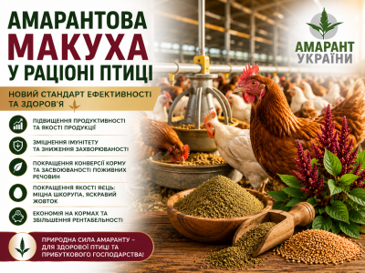 Амарантова макуха у раціоні птиці: Новий стандарт ефективності та здоров'я