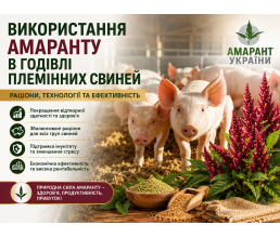 Использование амаранта в кормлении племенных свиней: рационы, технологии и эффективность