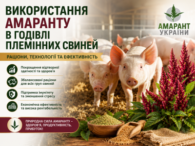 Використання амаранту в годівлі племінних свиней: раціони, технології та ефективність