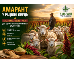 Амарант в рационе овец: «Золотая культура» для здоровья и продуктивности вашей отары
