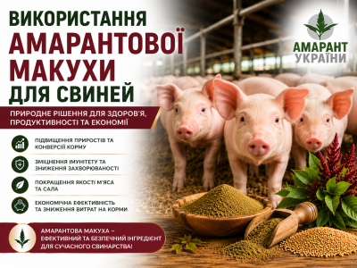 Загальне використання амарантової макухи для свиней