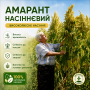 Семена Амаранта: "Харьковский-1" 1 кг Сортовые, Универсальные и Лечебные  